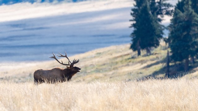 An elk with large antlers walks through a montane grassland.