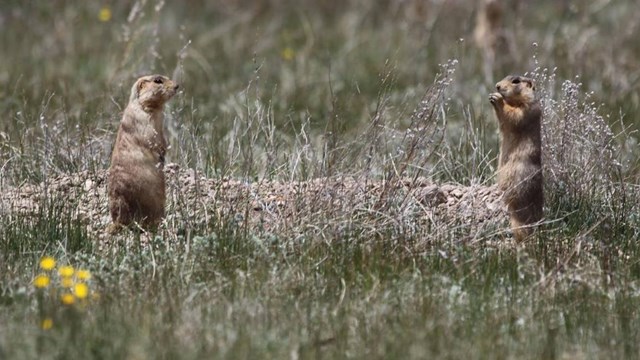 Two prairie dogs stand next to each other in a grassy environment.