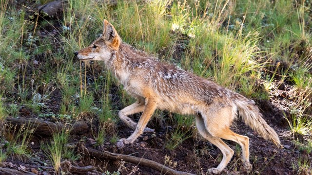 A coyote climbs a grassy slope.