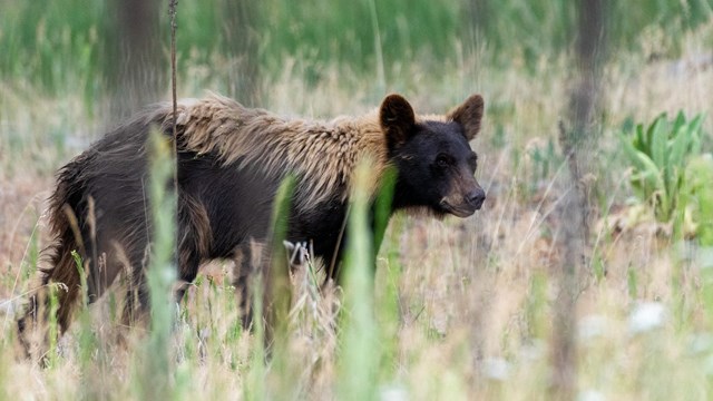 A black bear with blonde fur walks through a wooded area.