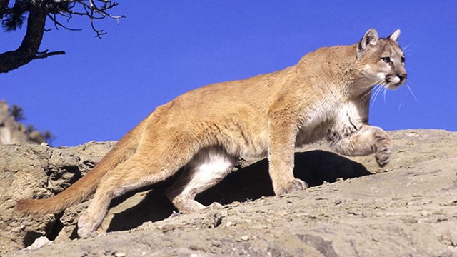 A mountain lion walks across a rocky outcrop against a blue sky.