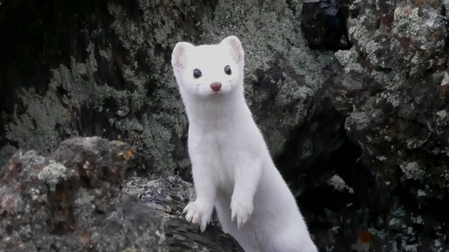 A white weasel pokes its head out of a rocky crevice.