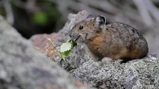 A tiny rodent with round ears rests on a rock with green leaves in its mouth.