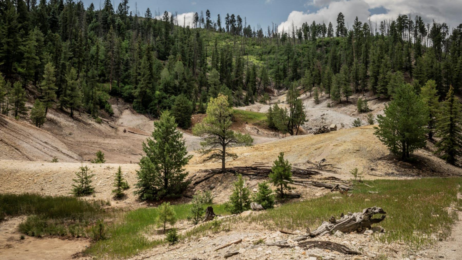 A hilly, geothermal landscape with bleached gravel and sparse trees.
