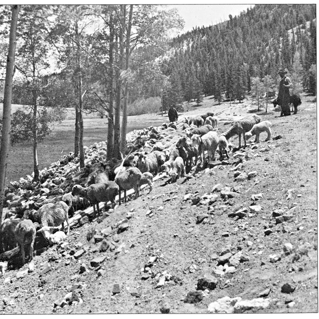 A historic black and white photograph of hundreds of sheep grazing in the mountains