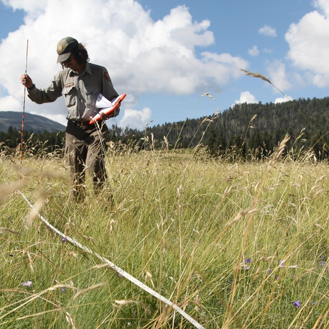 A botanist monitors vegetation in a grassland.