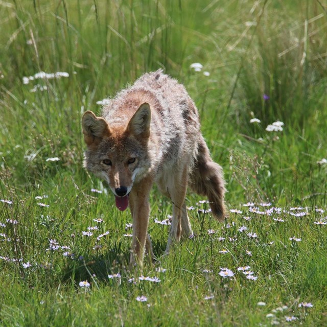A coyote walks toward us in a grassy field of wildflowers.