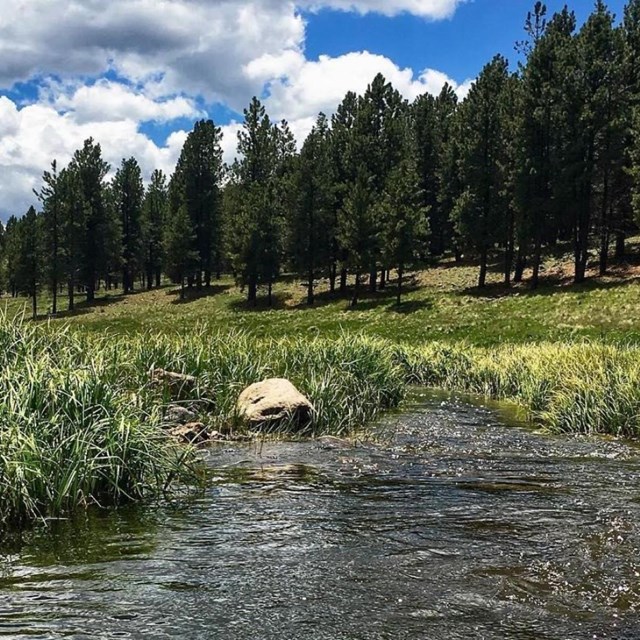 A narrow creek winds through tall grasses in a meadow.