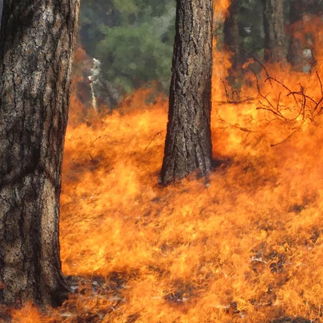 Flames engulf the ground in a pine forest.