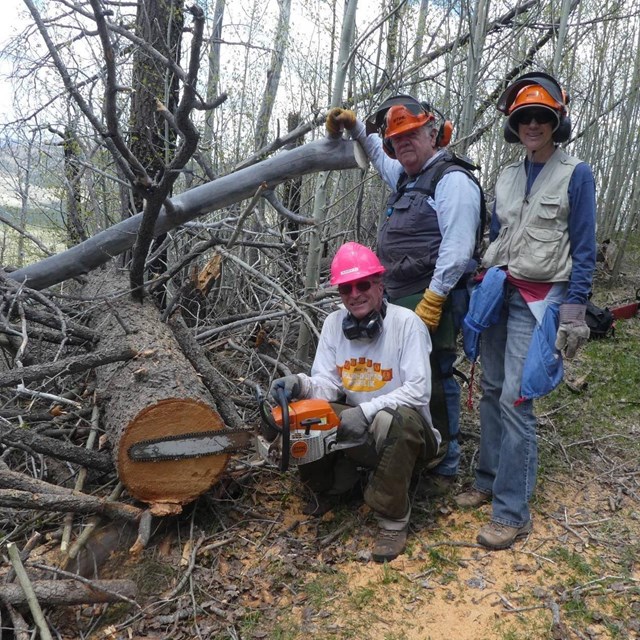 A group of volunteers work together to cut large trees off of a hiking trail.