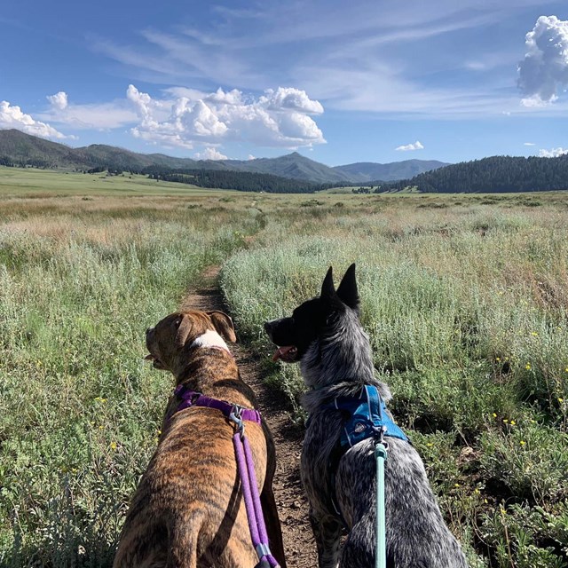 Two leashed dogs walk side-by-side down a narrow trail through a grassland.