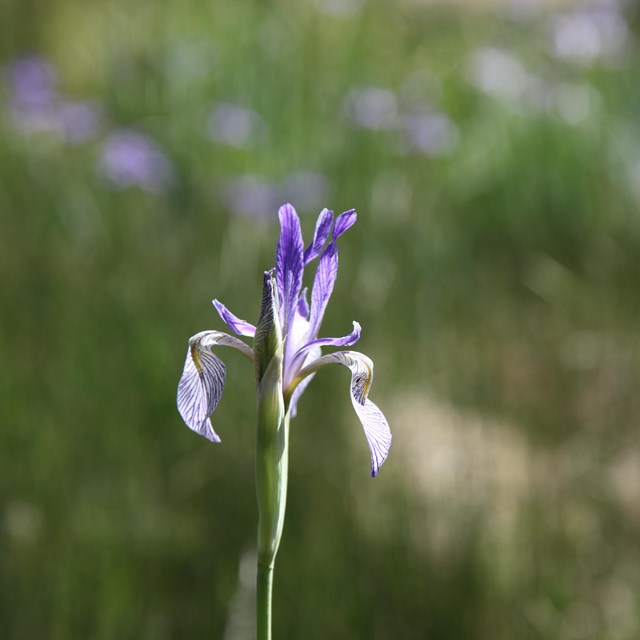 A dainty purple flower stands tall in a wildflower patch.