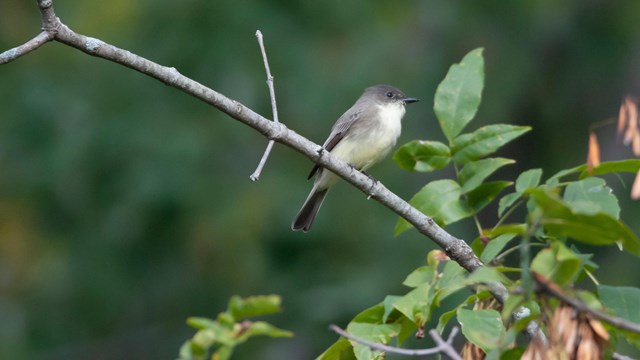 A bird on a twig.