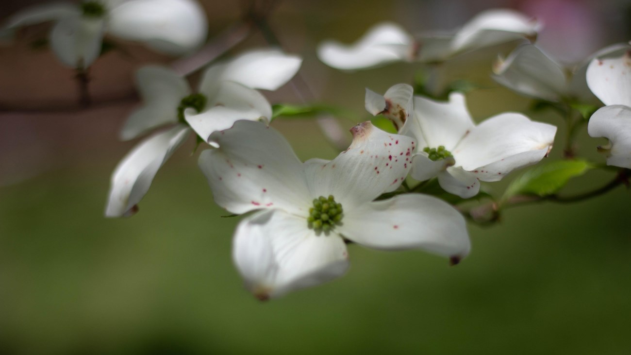 Dogwood blossoms.