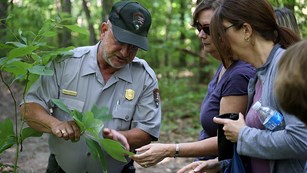 A park ranger and two visitors examine a tree sapling in the woods.