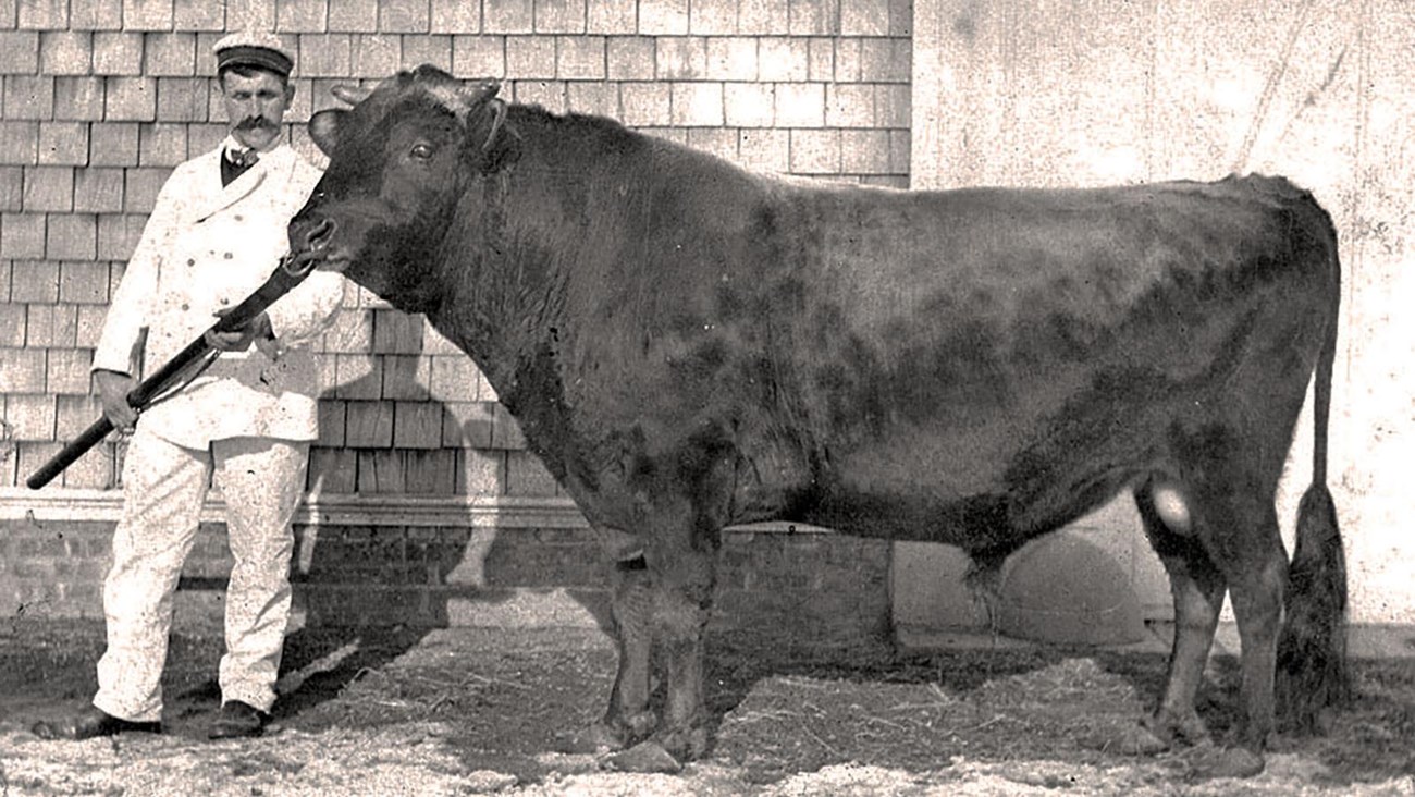 A man in a  white work suit with a bull.