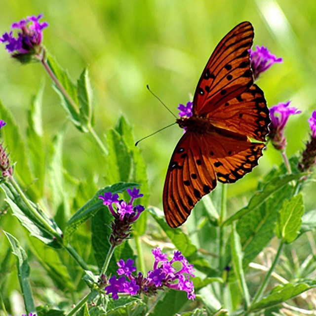 A butterfly flies over grass and purple wildflowers.