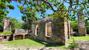 A leafy green tree branch frames the mottled, reddish, patterned masonry ruins of sugar mill.