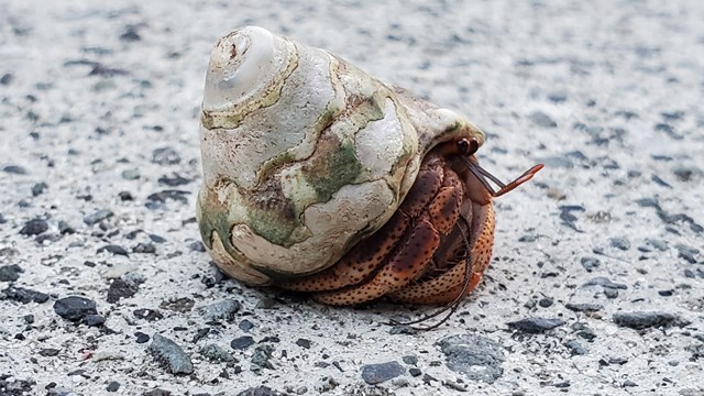 Dark red legs, eyes, and antennae poke out of a gray-patterned shell: a hermit crab on a sidewalk!