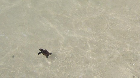 Sea Turtle Monitoring