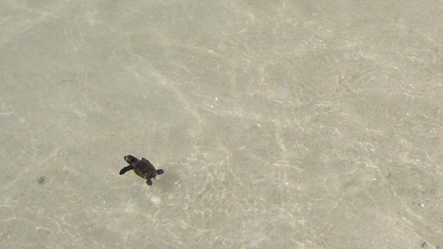 Sea Turtle Monitoring