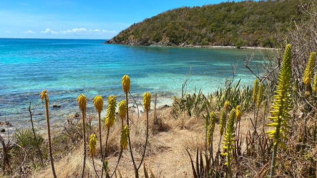Sparse desert vegetation lines the shore along a brilliantly turquoise bay.