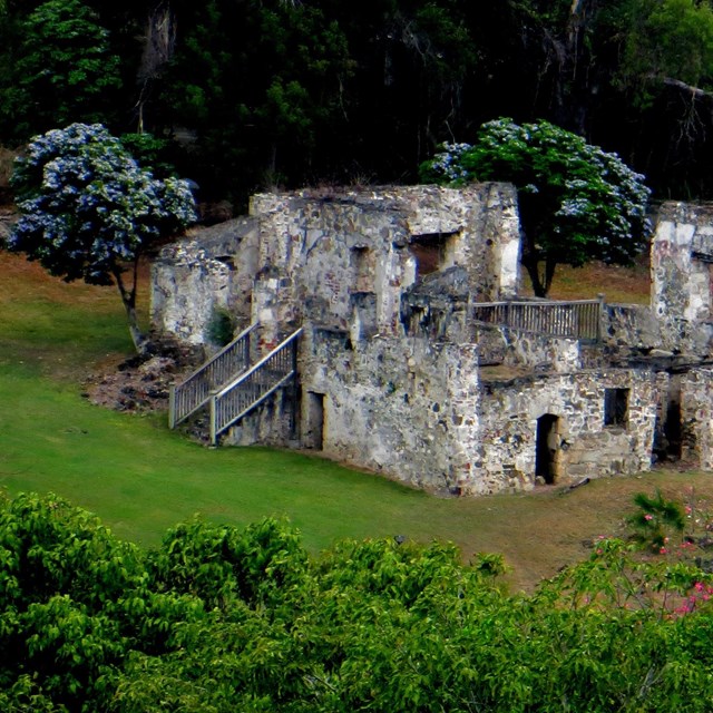 Native trees of the Virgin Islands