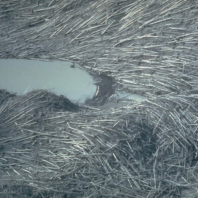 blast area with downed tree trunks covering the slopes