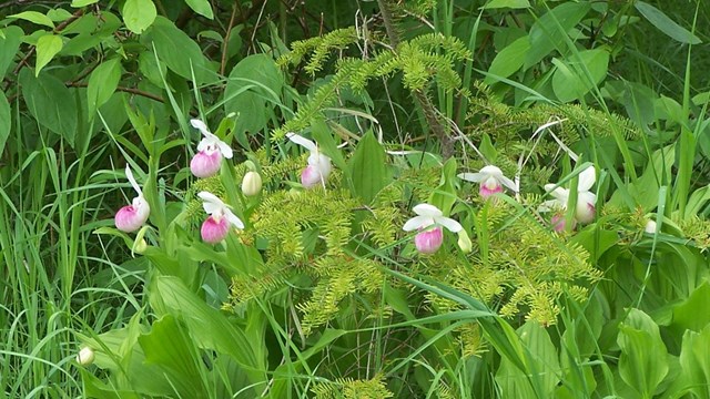 Pink and white flowers among green grass, shrubs, and trees