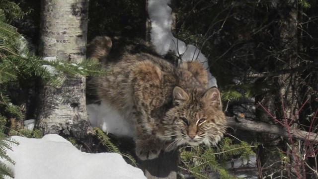 Bobcat in tree