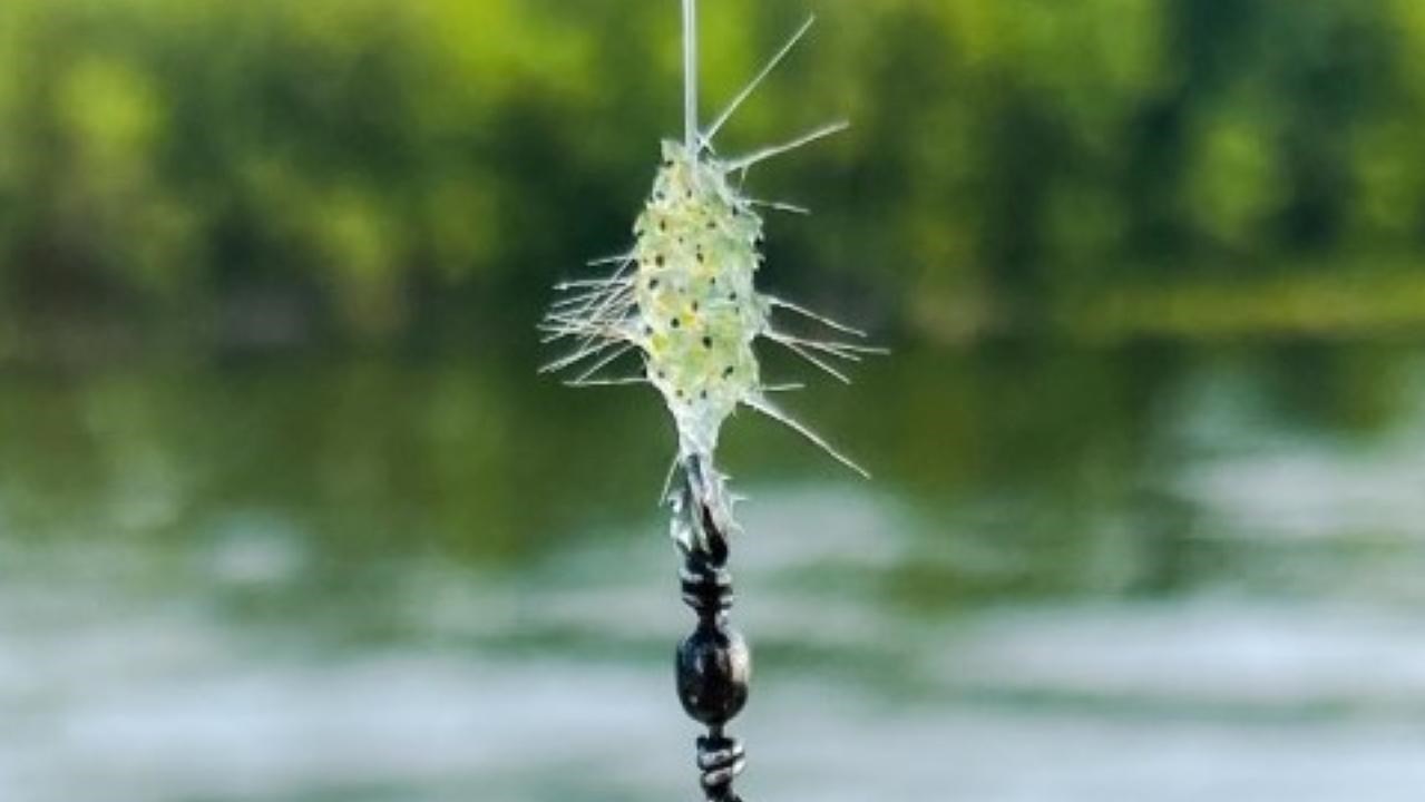 Spiny glob on fishing line over water