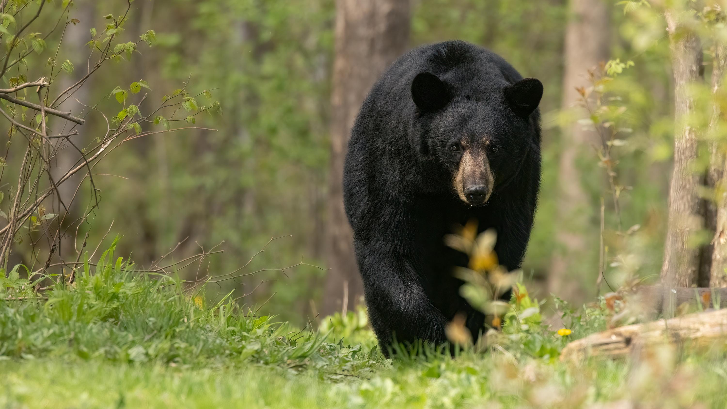 Photograph of black bear walking through woods.