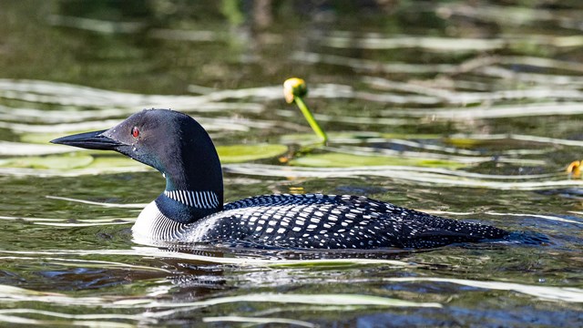 Photograph of loon in the water.