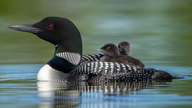 Photograph of black and white loon on water with two baby loons riding on its back.