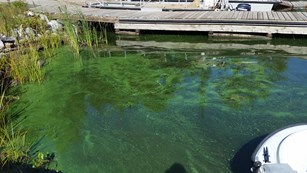 Image of blue-green algae floating on the surface of the water. 
