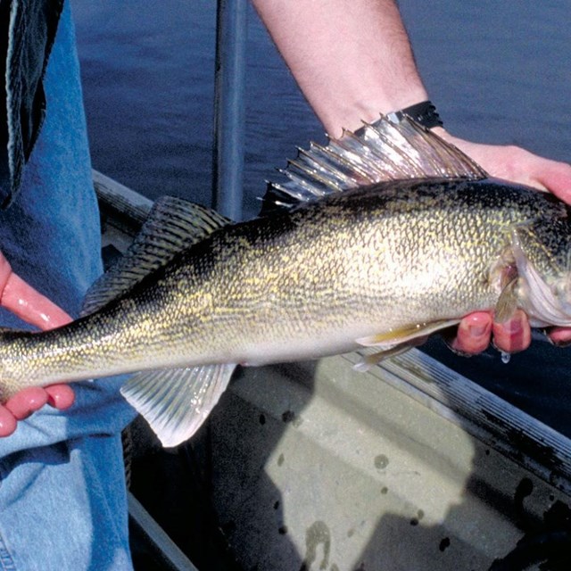 Fish held in a person's hands