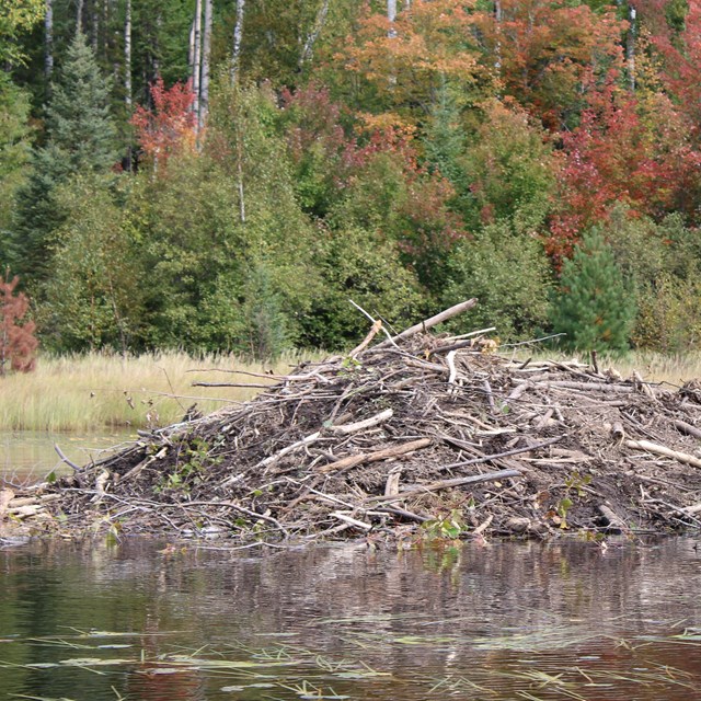 View of tall round mound made of sticks and mud in the middle of water in front of trees