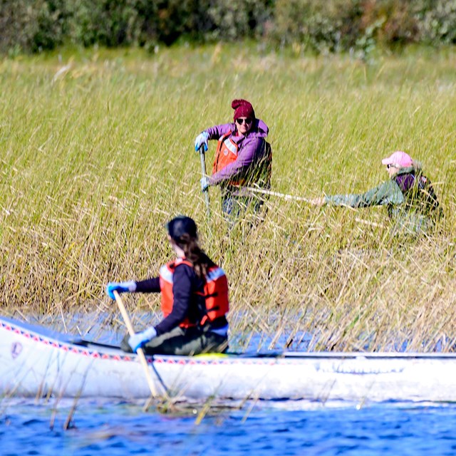  Four people in two canoes on the water among wild rice plants