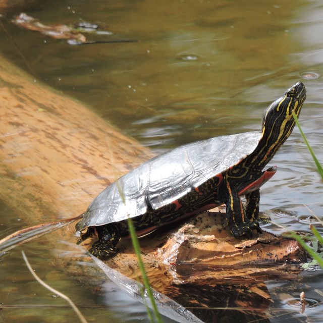 Turtle on a log in water