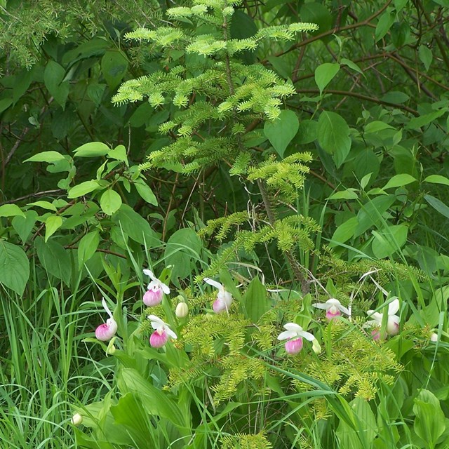 Pink and white flowers among green grass, shrubs, and trees