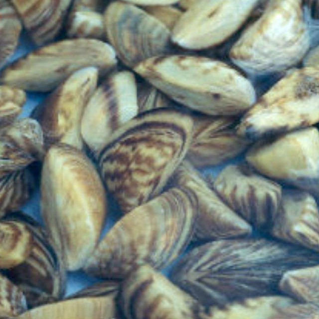 Zebra mussels