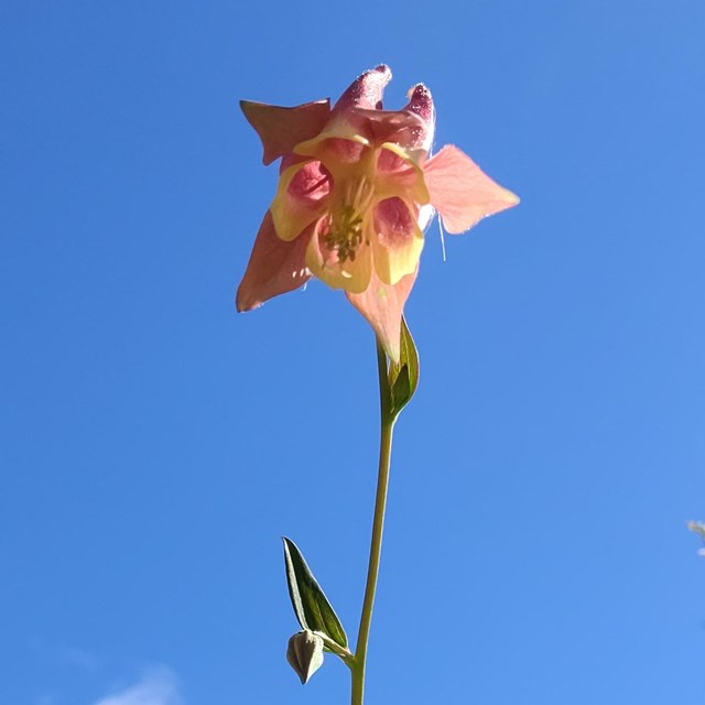 A wildflower with a bright blue sky background