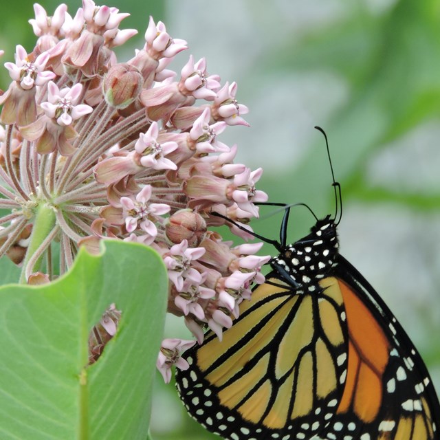 Yellow and orange butterfly on pink flower