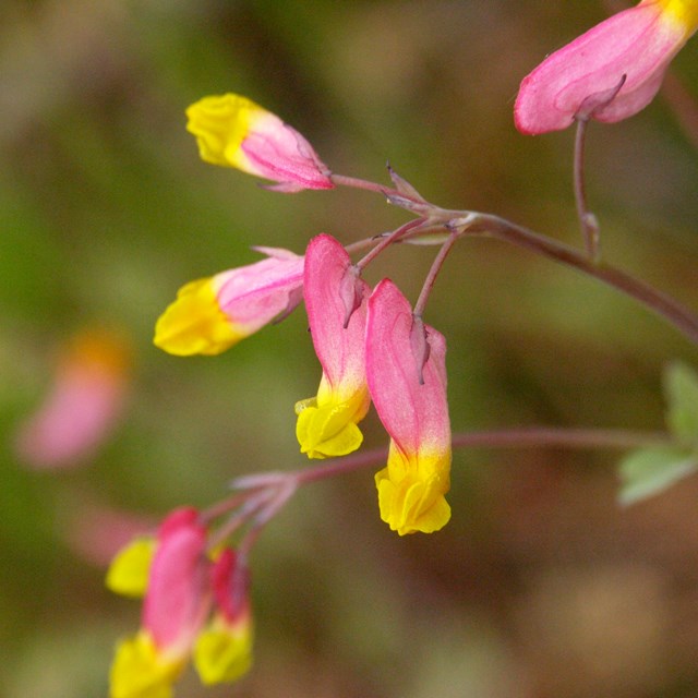 Pink and yellow flower