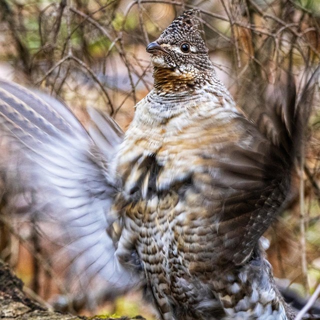 Bird on a log