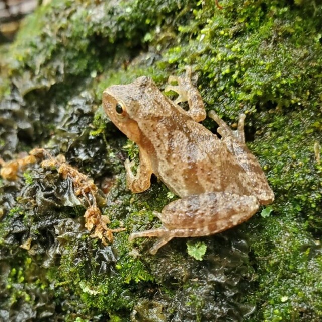 Frog on log