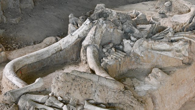 in-situ fossils