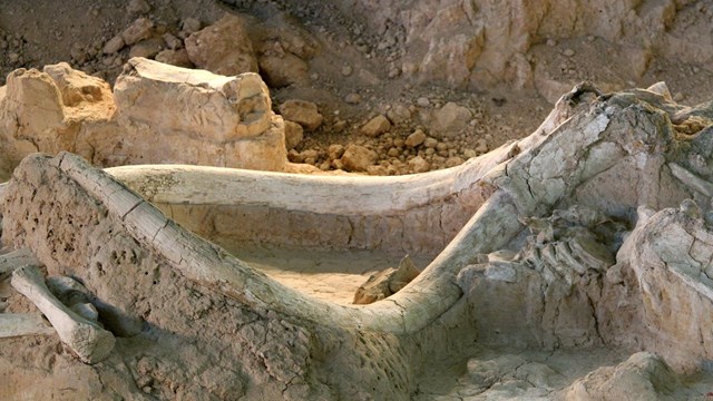 Closeup of mammoth tusks in ground.