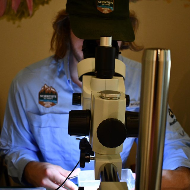 A scientist views micro fossils through a microscope