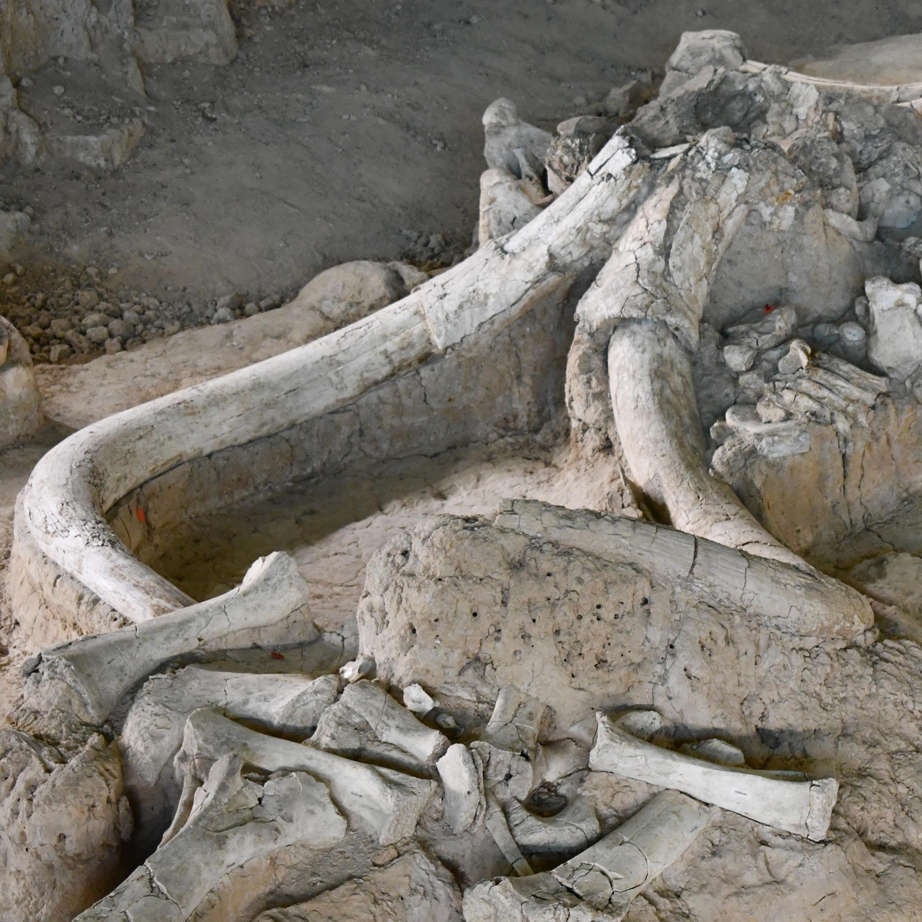 in-situ fossils